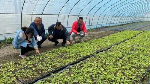 吃瓜怎么育苗,育苗技巧全解析