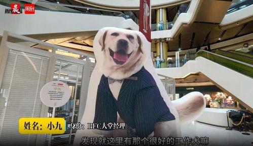 怎么把狗狗养成网红猫,揭秘如何将狗狗打造成网络红猫