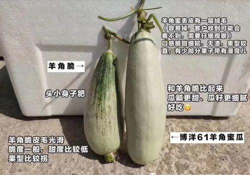 洋瓜不熟可以吃吗吗,能否食用揭秘