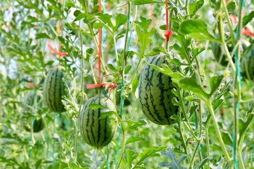 月下吃瓜人,品味人生百态