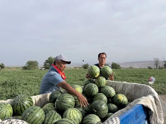 苏a吃瓜合集图片