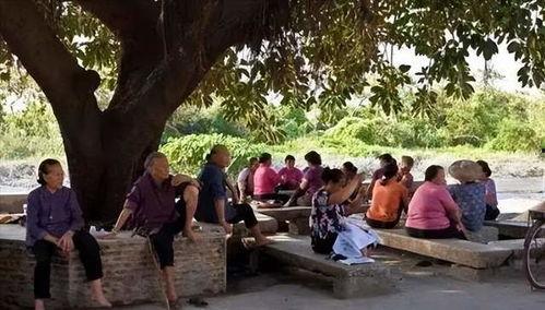 大树下吃瓜乘凉,夏日清凉时光