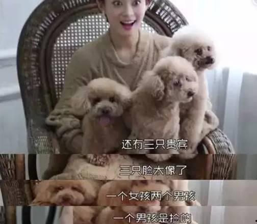 明星领养猫狗,明星与他们的毛茸茸伙伴