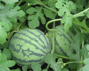 孕妇可以吃小方瓜吗,小方瓜的营养益处与食用建议